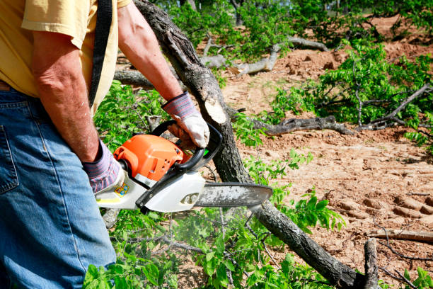 The Steps Involved in Our Tree Care Process in Pierson, FL